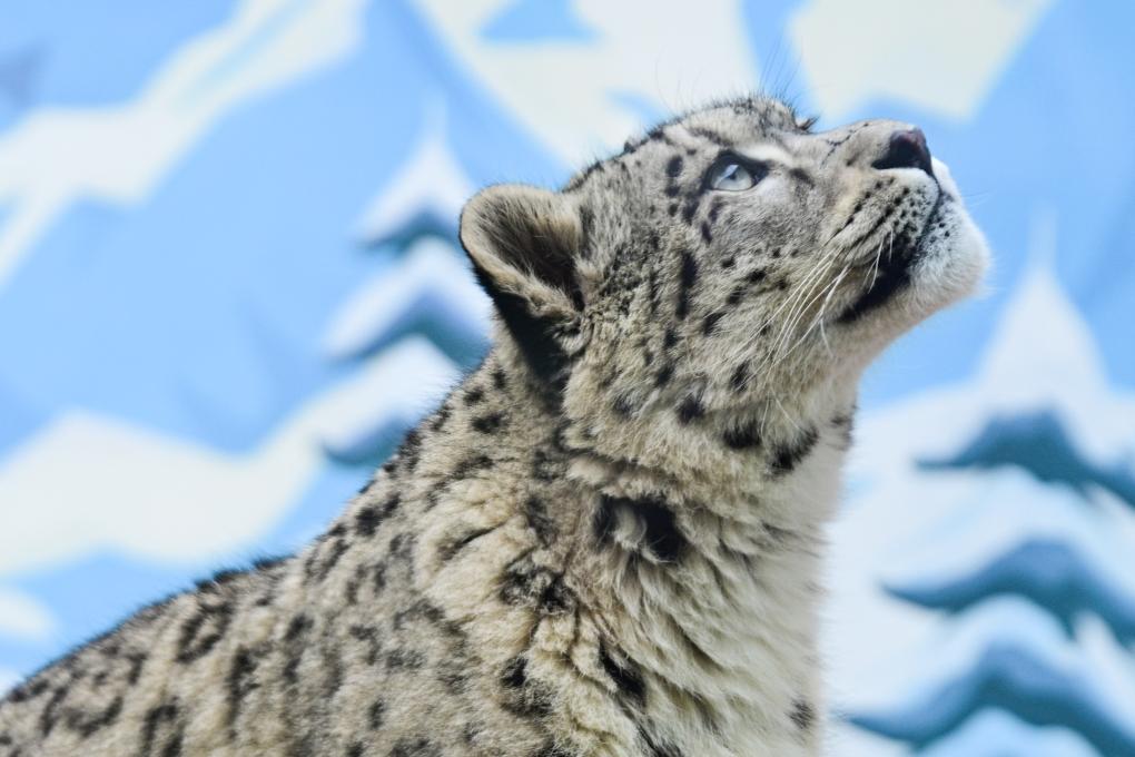 可愛(ài)的雪豹“凌小芒”