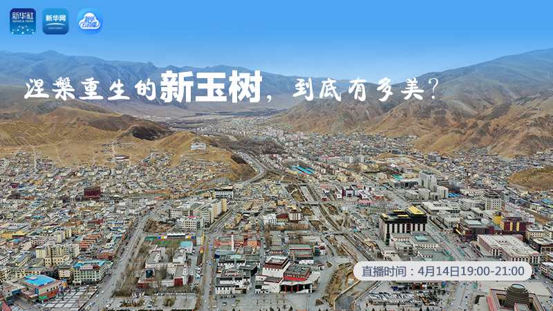 涅槃重生的新玉樹，到底有多美？