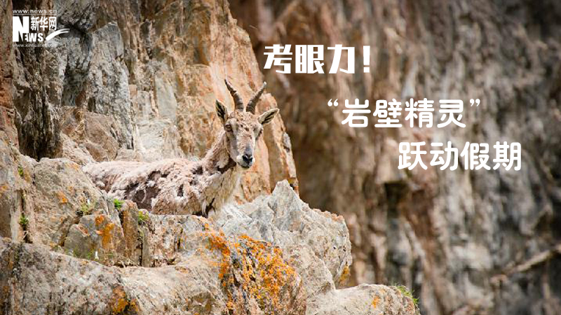 三江源慢直播丨考眼力！&ldquo;巖壁精靈&rdquo;躍動假期