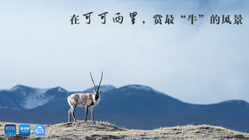 三江源慢直播丨在可可西里，賞最&ldquo;牛&rdquo;的美景