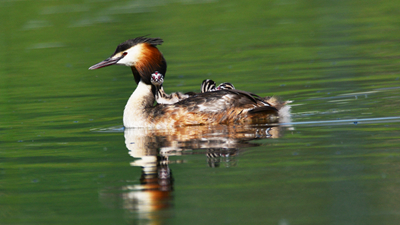超有愛！看西寧北川河濕地公園鳳頭??花樣&ldquo;遛娃&rdquo;