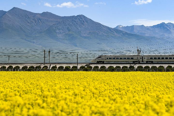 國社@青海丨祁連山下&ldquo;花經(jīng)濟&rdquo;