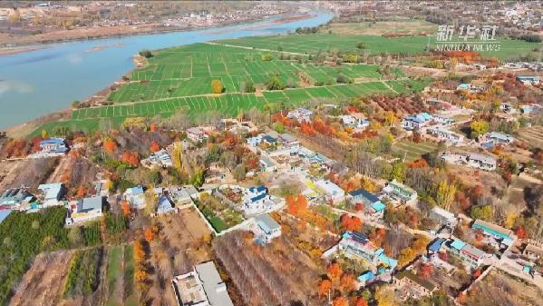 青?；。喝f畝冬小麥染綠黃河畔