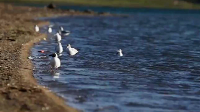 世界野生動(dòng)植物日，帶您到青藏高原領(lǐng)略&ldquo;野生動(dòng)物家園&rdquo;
