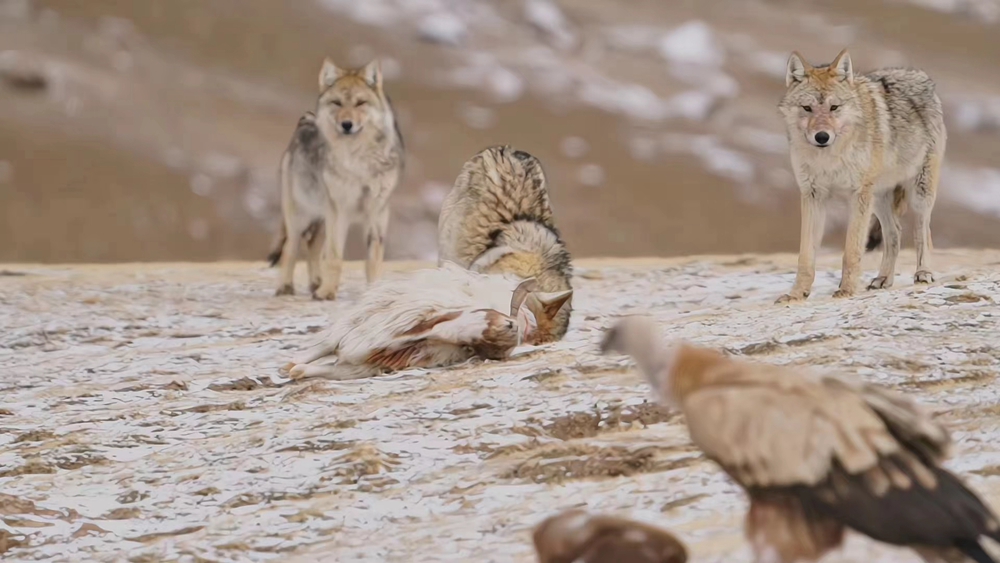 青海都蘭：狼群進食 野性滿滿