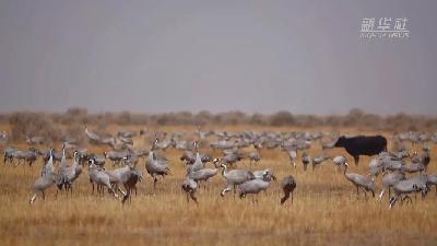 壯觀！遷徙灰鶴&ldquo;備降&rdquo;青海都蘭